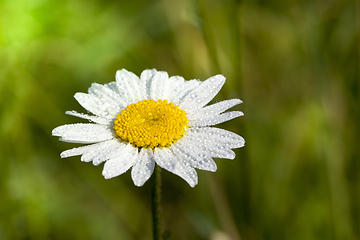 Image showing white daisy flower