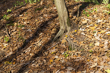 Image showing yellow foliage