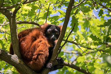 Image showing Red ruffed lemur, Varecia rubra