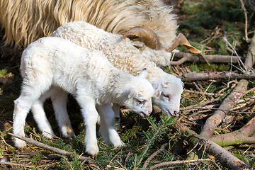 Image showing Sheep with lamb, easter symbol