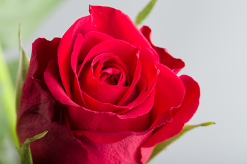 Image showing bouquet fresh red roses