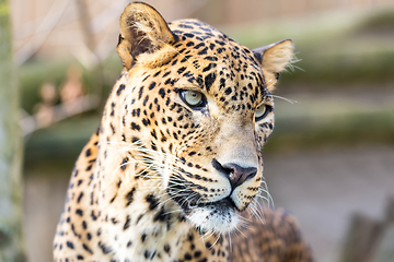 Image showing cejlon Sri Lankan leopard, (Panthera pardus kotiya)