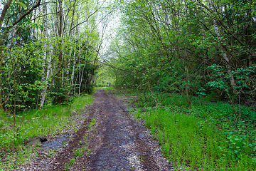 Image showing countryside rural forest path