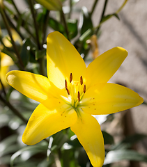 Image showing beautiful lily flower in bloom