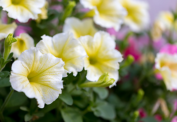 Image showing yellow flower Petunia Surfinia Vein