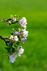 Image showing flowering apple tree in spring