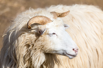 Image showing ram or rammer, male of sheep