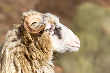 Image showing ram or rammer, male of sheep