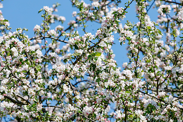 Image showing flowering apple tree in spring