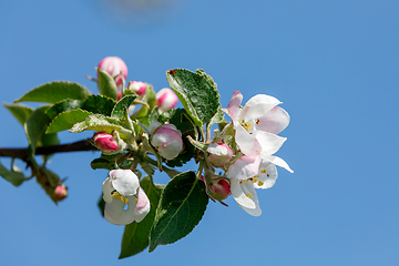 Image showing flowering apple tree in spring