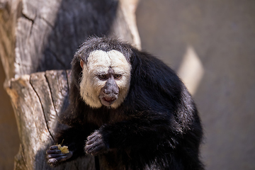 Image showing Golden-face saki monkey