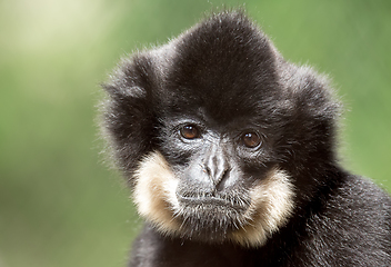 Image showing primate gibbon (Nomascus gabriellae)