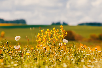 Image showing spring flowers dandelions in meadow, springtime scene