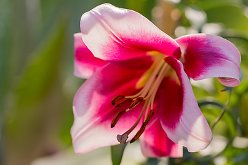 Image showing beautiful lily flower in bloom