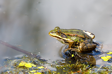 Image showing Beautiful marsh frog, European wildlife