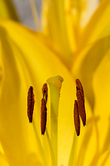 Image showing beautiful lily flower in bloom