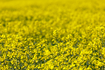 Image showing spring Rape field