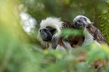 Image showing tamarin family with small baby