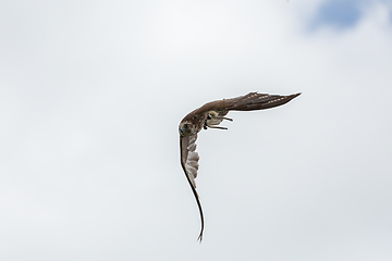 Image showing trained bird falcon flying in nature