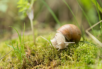 Image showing Garden snail (Helix aspersa)