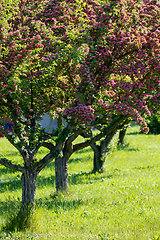 Image showing Pink flowers hawthorn tree