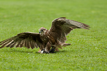 Image showing trained bird falcon flying in nature