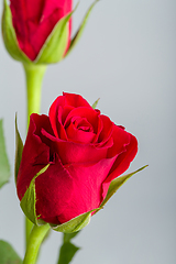 Image showing bouquet fresh red roses