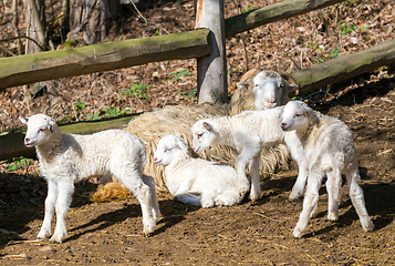 Image showing Sheep with lamb, easter symbol