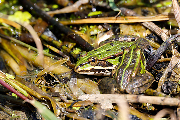 Image showing Beautiful marsh frog, European wildlife