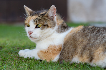 Image showing portrait of domestic cat