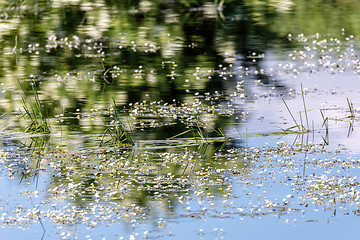 Image showing flowering pond in spring