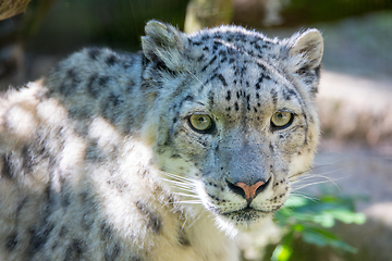 Image showing snow leopard - Irbis