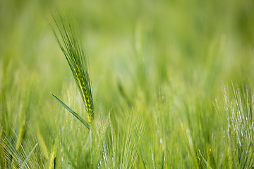 Image showing spring field with Organic grains