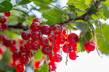 Image showing ripe red currants in summer garden