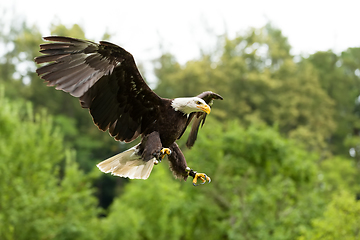 Image showing Big bald Eagle (Haliaeetus albicill)