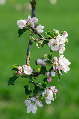 Image showing flowering apple tree in spring