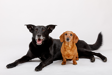 Image showing crossbreed dog and Dachshund, best friends