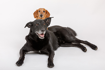 Image showing crossbreed dog and Dachshund, best friends