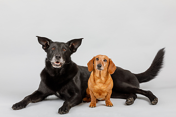 Image showing crossbreed dog and Dachshund, best friends