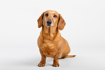 Image showing adorable small dog Dachshund