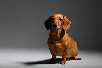 Image showing adorable small dog Dachshund