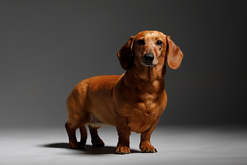 Image showing adorable small dog Dachshund