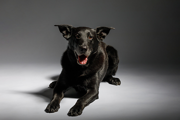 Image showing friendly and adorable crossbreed dog