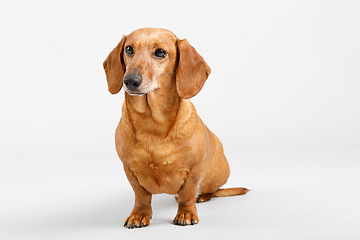 Image showing adorable small dog Dachshund