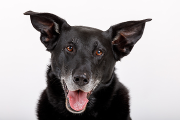 Image showing friendly and adorable crossbreed dog