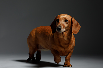 Image showing adorable small dog Dachshund