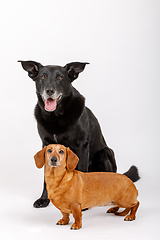 Image showing crossbreed dog and Dachshund, best friends