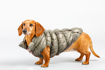 Image showing adorable small dog Dachshund with winter cloth