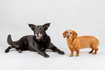 Image showing crossbreed dog and Dachshund, best friends