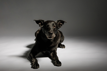 Image showing friendly and adorable crossbreed dog